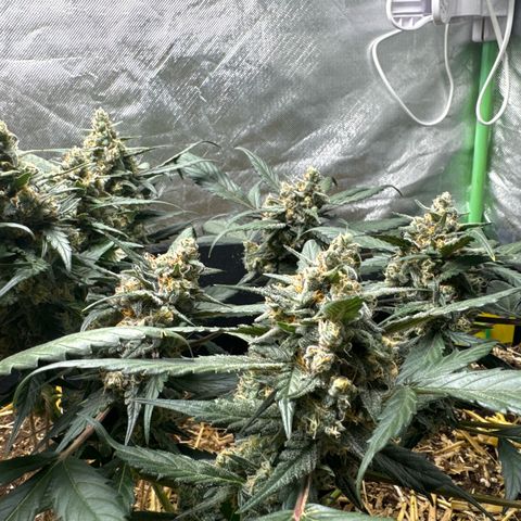 Kings Kush  growlog timeline photo