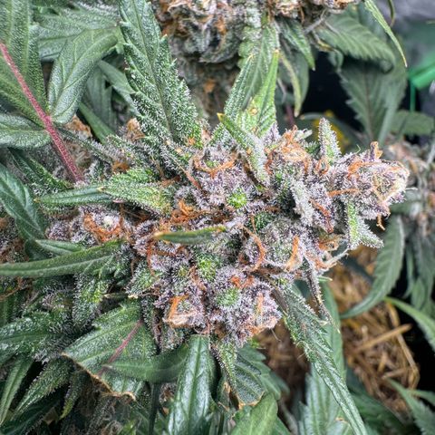 Kings Kush  growlog timeline photo