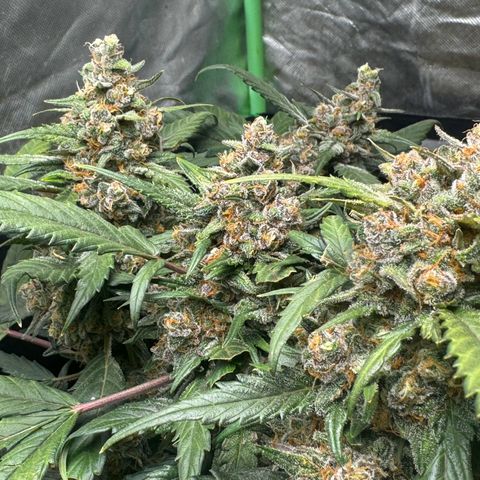 Kings Kush  growlog timeline photo
