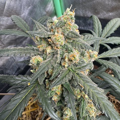 Sweet Mango Automatic growlog timeline photo