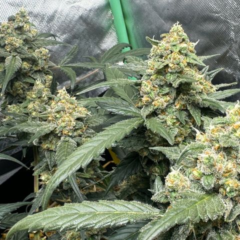 Sweet Mango Automatic growlog timeline photo