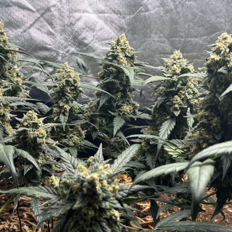Sweet Mango Automatic growlog timeline photo