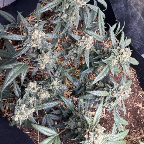 Sweet Mango Automatic growlog timeline photo