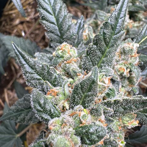 Sweet Mango Automatic growlog timeline photo