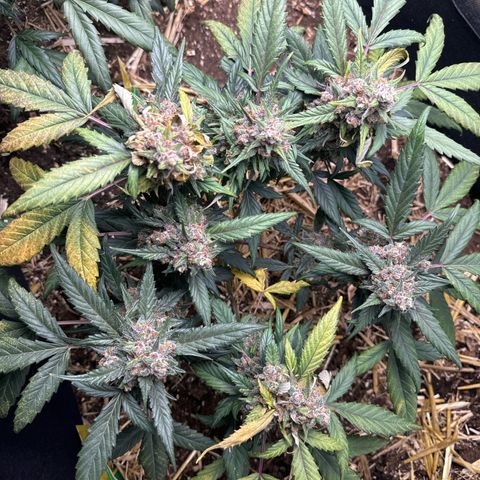 Kings Kush  growlog timeline photo
