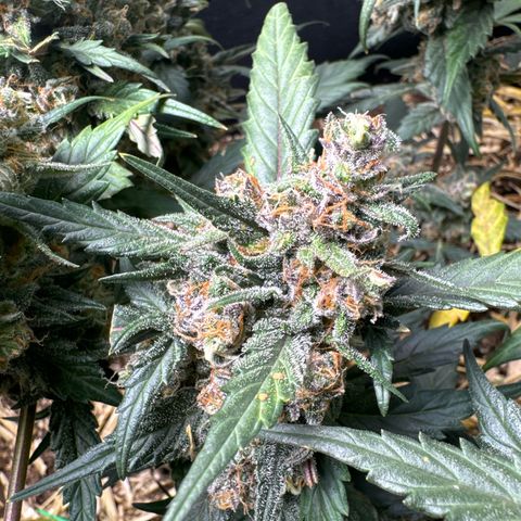 Kings Kush  growlog timeline photo