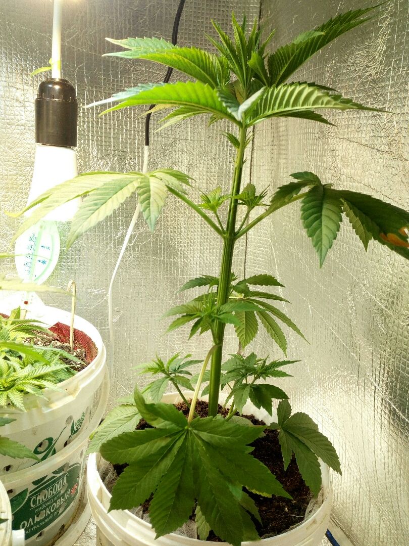 Royal Critical Automatic growlog header