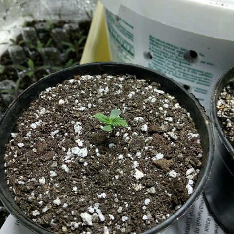 Royal Critical Automatic growlog photo