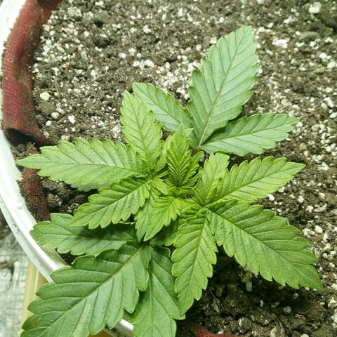 Kukulkan growlog photo: Начал гнуть