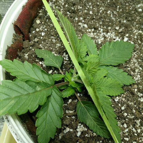 Kukulkan growlog photo: Начал гнуть