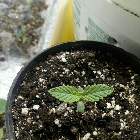 Royal Critical Automatic growlog photo