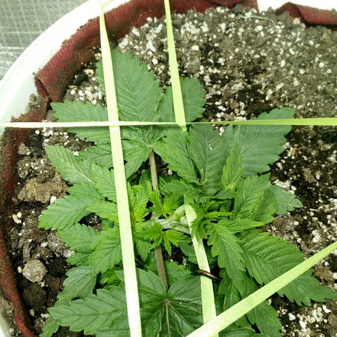 Kukulkan growlog timeline photo