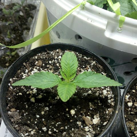 Royal Critical Automatic growlog photo