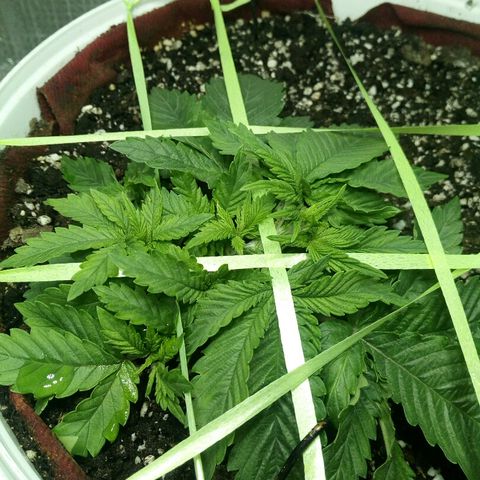 Kukulkan growlog timeline photo