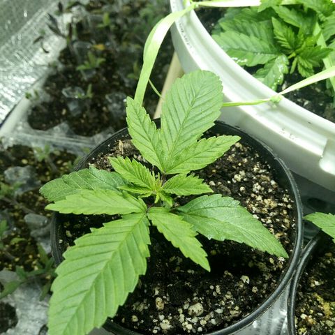 Royal Critical Automatic growlog photo
