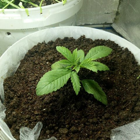 Royal Critical Automatic growlog photo