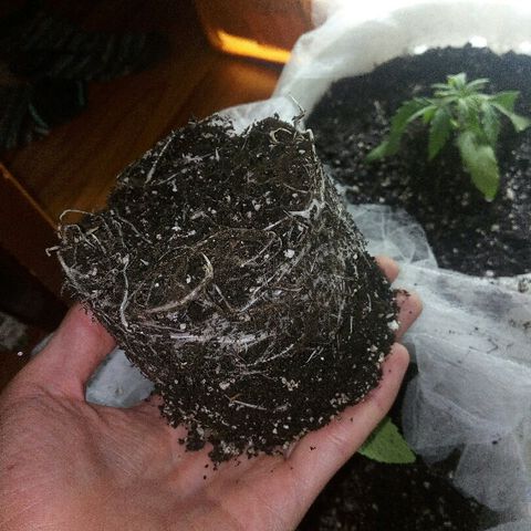 Royal Critical Automatic growlog photo: Пересадил и дал пол дозы удобрений. Ппм 330.