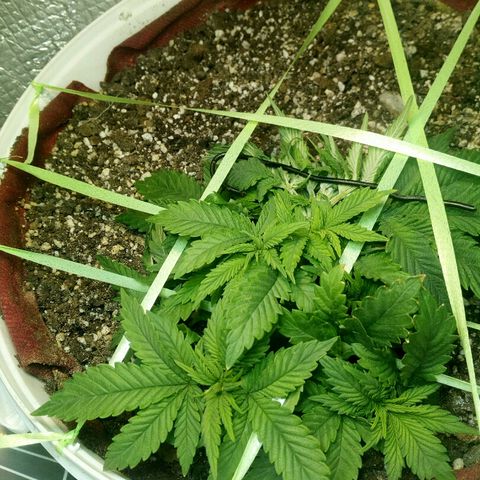 Kukulkan growlog timeline photo