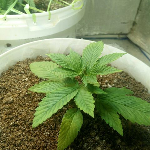 Royal Critical Automatic growlog timeline photo