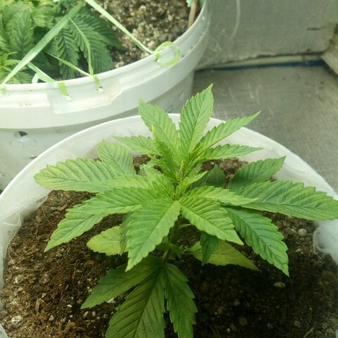 Royal Critical Automatic growlog timeline photo