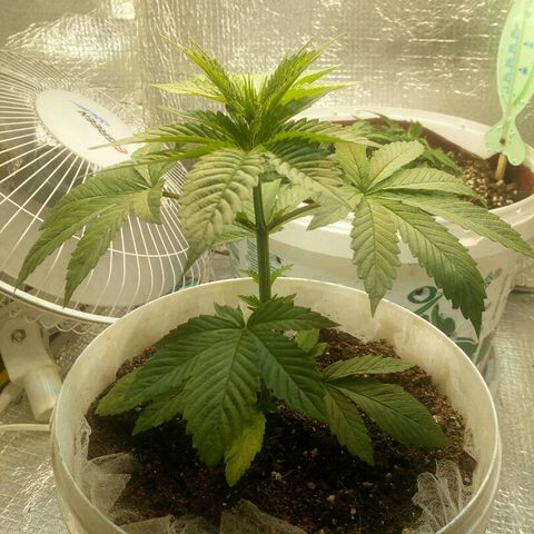 Royal Critical Automatic growlog timeline photo