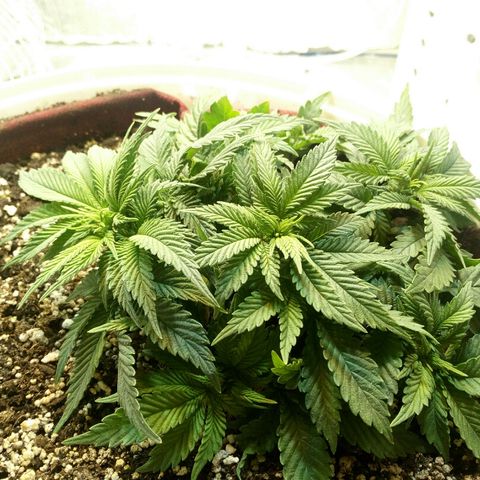 Kukulkan growlog timeline photo