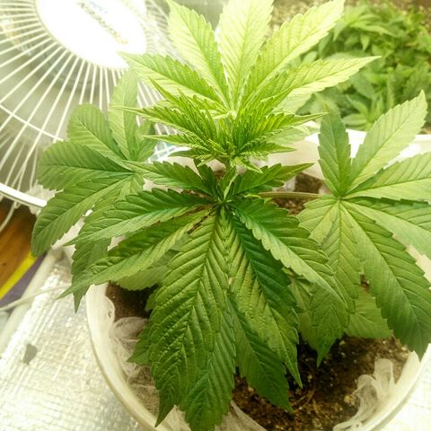 Royal Critical Automatic growlog timeline photo