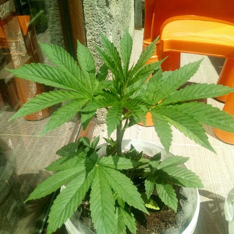 Royal Critical Automatic growlog timeline photo