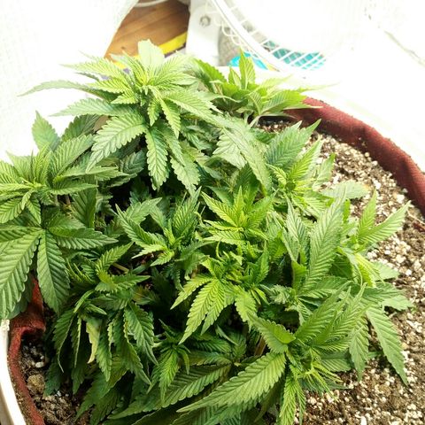 Kukulkan growlog timeline photo