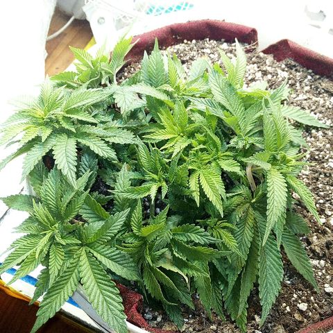 Kukulkan growlog timeline photo