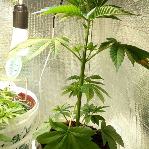 Royal Critical Automatic growlog timeline photo