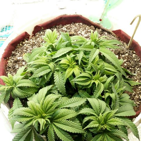 Kukulkan growlog timeline photo