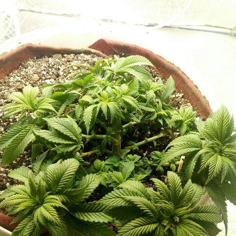 Kukulkan growlog timeline photo