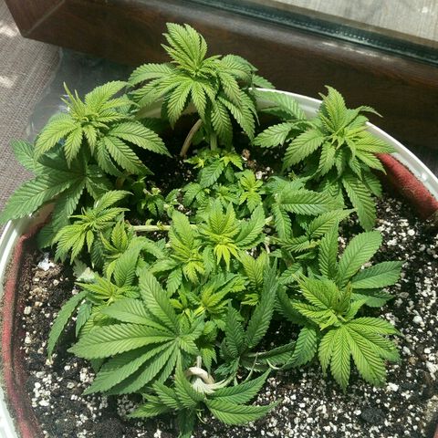 Kukulkan growlog timeline photo
