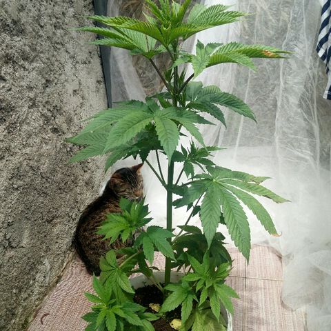 Royal Critical Automatic growlog timeline photo