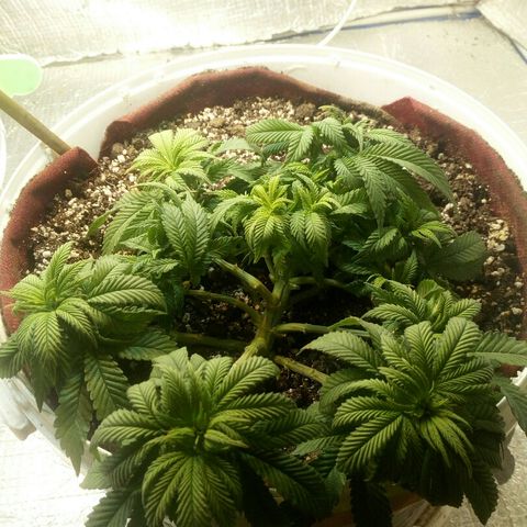 Kukulkan growlog timeline photo