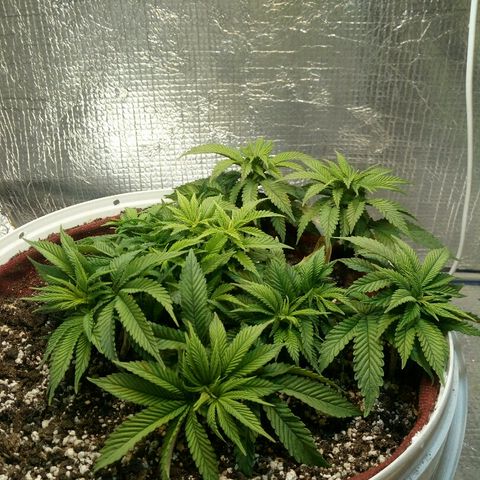 Kukulkan growlog timeline photo