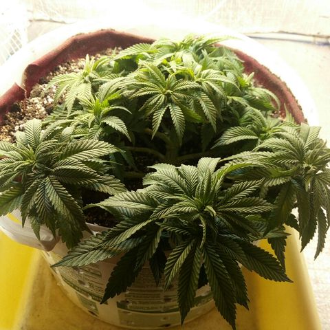 Kukulkan growlog timeline photo