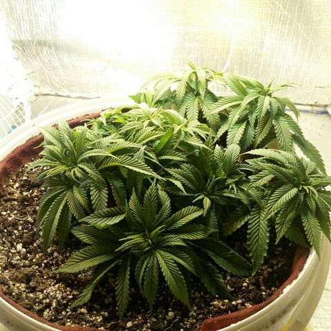 Kukulkan growlog timeline photo