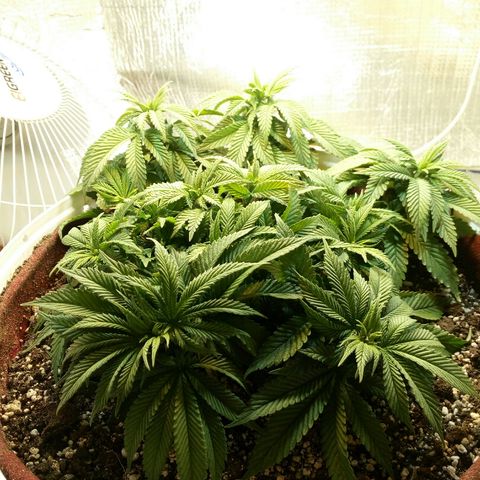 Kukulkan growlog timeline photo