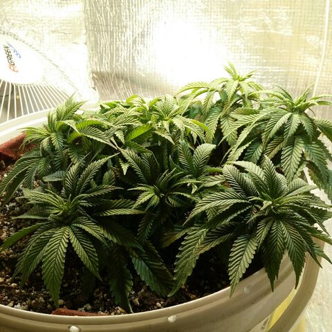 Kukulkan growlog timeline photo