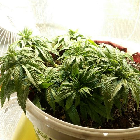 Kukulkan growlog timeline photo