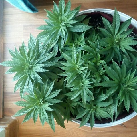 Kukulkan growlog timeline photo