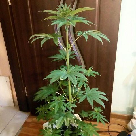 Royal Critical Automatic growlog timeline photo