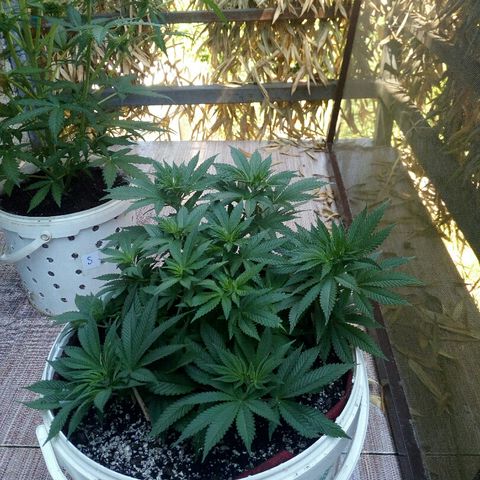 Kukulkan growlog timeline photo
