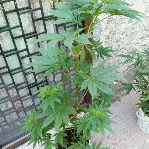 Royal Critical Automatic growlog timeline photo