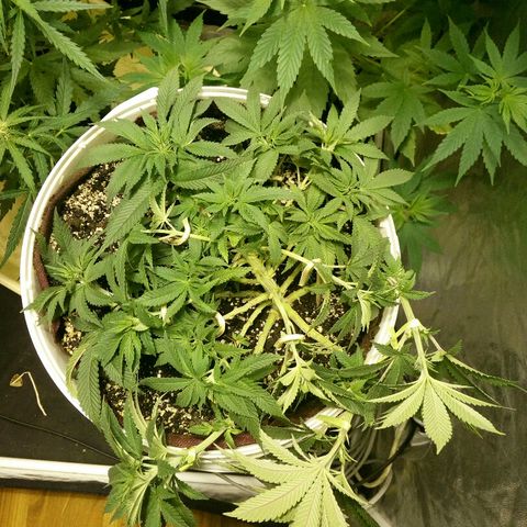 Kukulkan growlog timeline photo
