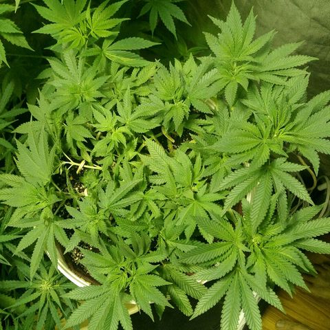 Kukulkan growlog timeline photo