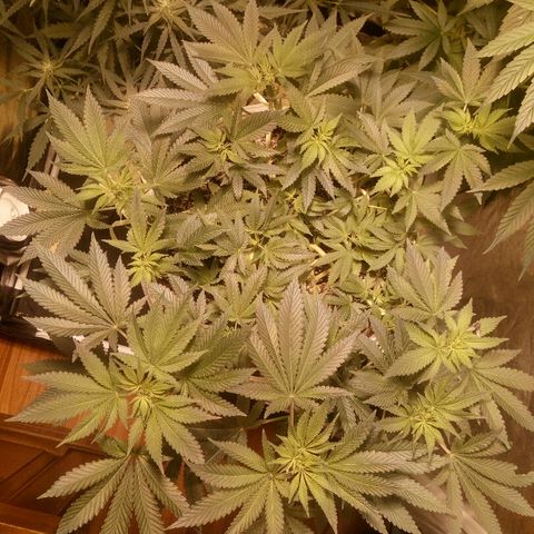 Kukulkan growlog timeline photo