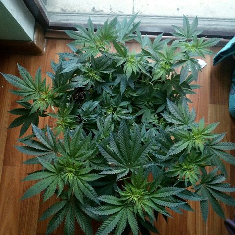 Kukulkan growlog timeline photo